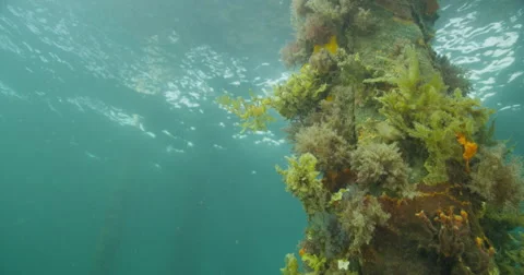 Leafy Sea Dragon Stock Footage 41853908