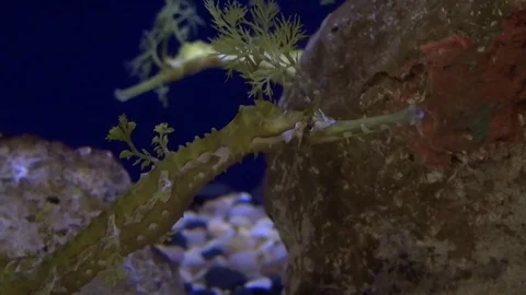 Leafy Sea Dragon Stock Footage 70972559
