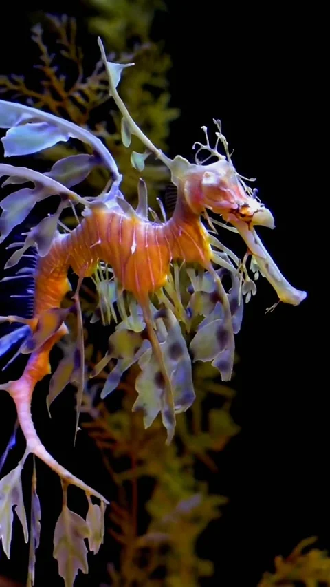 Leafy sea dragon Stock Footage 237741306