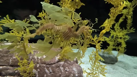 A leafy sea dragon Video stock 320429080