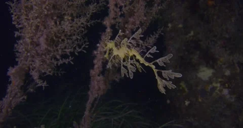 Leafy Sea Dragon At Night Video stock 331055159