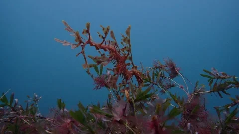Leafy Sea Dragon Phycodurus eques Stock Footage 229728206
