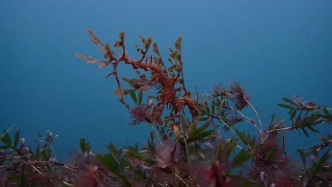 Leafy Sea Dragon Phycodurus eques Stock Footage 229735930