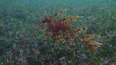 Leafy Sea Dragon Phycodurus eques natural light Stock Footage 229739286