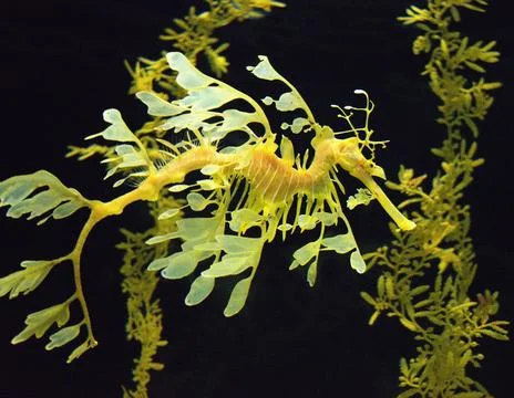 Leafy sea dragon (Phycodurus eques) - perfectly camouflaged saltwater fish. Stock Photos
