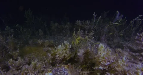 Leafy Sea Dragon Wide Shot At Night Stock-Footage 331128105