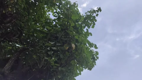 A leafy Sea Hibiscus Видео 334265557