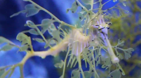 Leafy seadragon Video stock 12715783