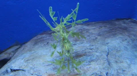 Leafy seadragon Video stock 12715838