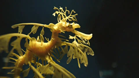 Leafy seadragon Stock Footage 31816707