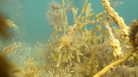 Leafy Seadragon Video stock 65298121