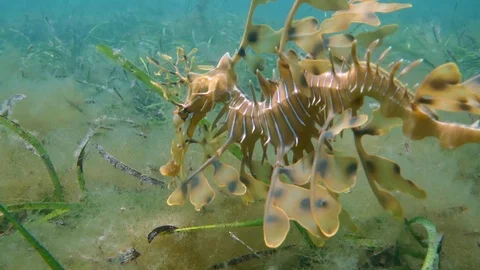 Leafy seadragon Vídeo Stock 98082481