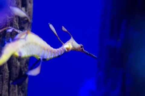 Leafy Seadragon Stock-Fotos