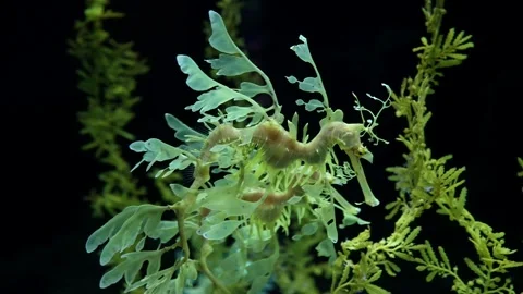 Leafy Seadragon (Phycodurus eques) in 4K – a Camouflaged Marine Wonder Stockbeeldmateriaal 313007872