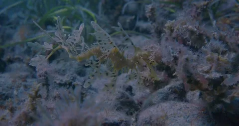 Leafy seadragon (Phycodurus eques) Close Up Vídeos de archivo 330786127