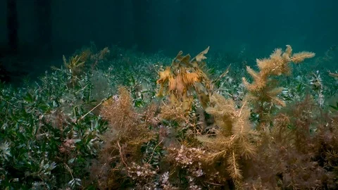 Leafy seadragon (Phycodurus eques) Stock Footage 98081605