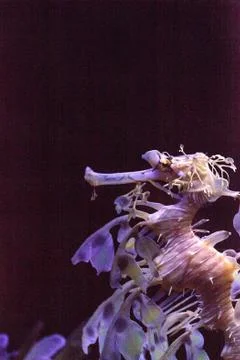 Leafy seadragon Phycodurus eques Stock Photos
