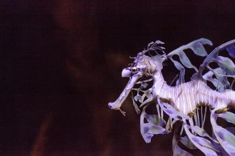 Leafy seadragon Phycodurus eques Stock Photos