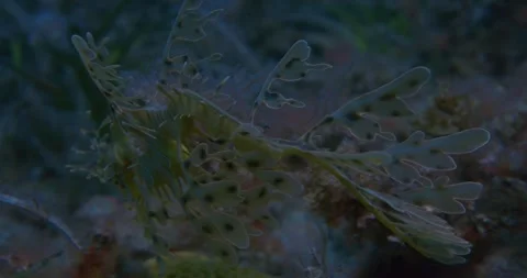 Leafy seadragon Swims At Dusk 8K Видео 330788403