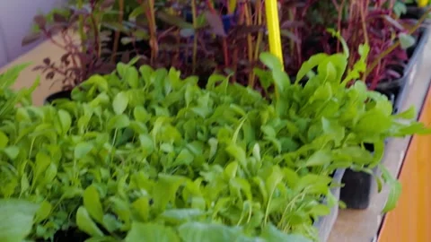 Leafy Seedlings in Trays on Display at Sydney Market Stall, Australia Stock Footage 345701243