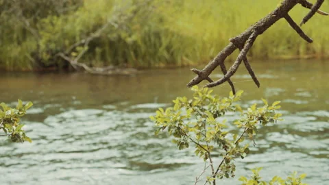 Leafy shrub and bare branch beside a flowing mountain river Video stock 348048531