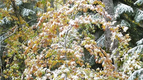 Leafy shrub covered in light snow, surrounded by pines. Stock Footage 254213167