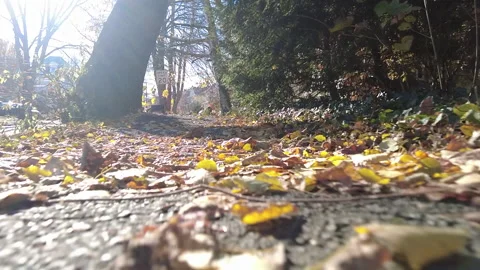 LEAFY SIDEWALK Stock Footage 193717940