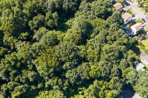 Leafy suburban landscape with extensive forest cover in Westchester County, New Stock Photos