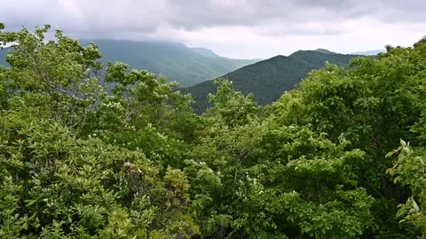 Leafy summer trees, clouds blowing in the wind in the North Carolina mountains Stock Footage 284026992