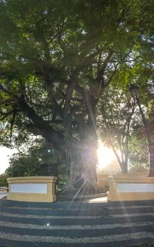 Leafy sunbeam Stock Photos