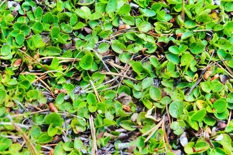 Leafy texture Stock Photos