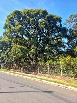 Leafy Tree Beside the Road Foto stock