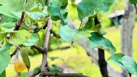 A leafy tree branch with a few bugs on it Stock Footage 314896037