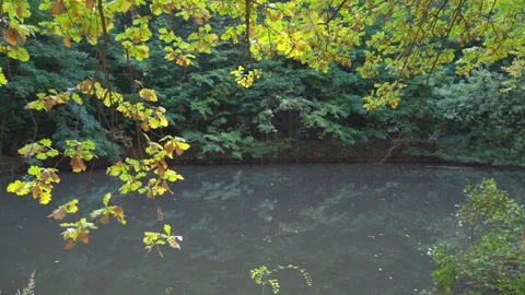 A leafy tree branch is reflected in the water Stock Footage 318413707