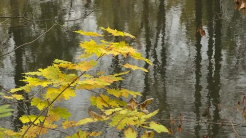 A leafy tree branch sways over water Stock Footage 319490534