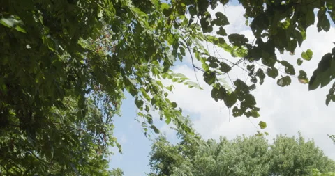 Leafy tree branches Stock Footage 288447422