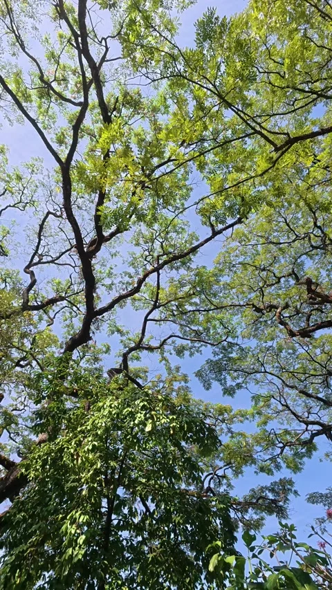 Leafy tree branches forming a natural frame around blue sky Stock Footage 342589582