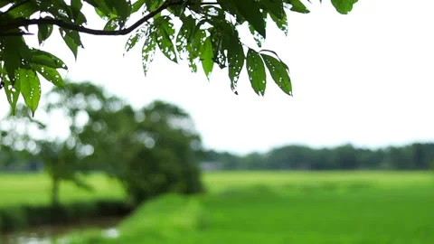 Leafy tree branches overlooking lush green rice fields in the countryside Stock Footage 339759235