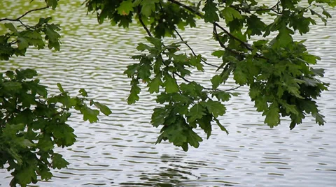 Leafy tree branches reflecting in lake water Stock Footage 38825394