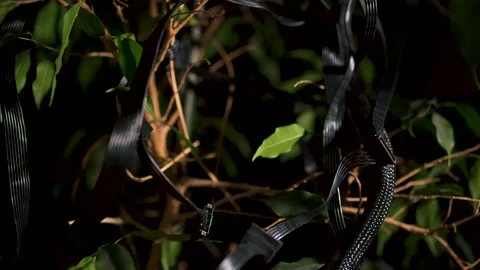 Leafy Tree Branches tangled with Cables Stock Footage