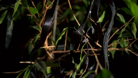 Leafy Tree Branches tangled with Cables Stock Footage 181909925