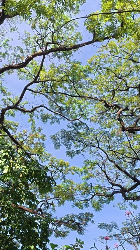 Leafy tree canopy framing blue sky in Yogyakarta Stock Footage 342577393