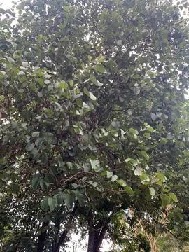 Leafy Tree on a Clear Day Stock Photos