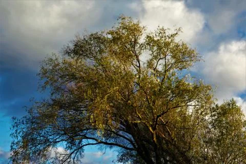 Leafy tree with clouds Foto stock