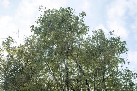 Leafy Tree Crown with Minimal Sky Composition Stock Photos