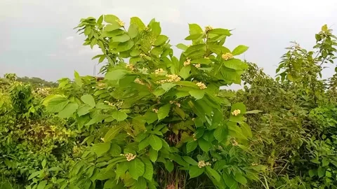 Leafy Tree Gently Swaying in the Wind with Moving Leaves and Flowers Stock Footage 312512208