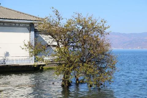 Leafy tree growing in shallow lake water beside a lakeside pavilion 스톡 사진