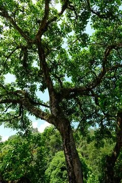 Leafy tree in lush green forest Stock Photos