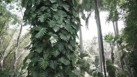 Leafy Tree Pan Up Video stock 145572078