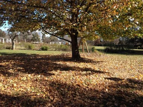 Leafy Tree in Park Stock Photos